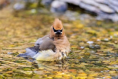 Cedar waxwing bathing, Marion County, Illinois. Art Print